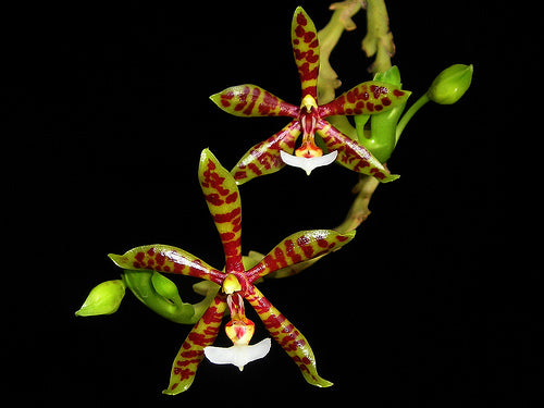 Phalaenopsis panterina
