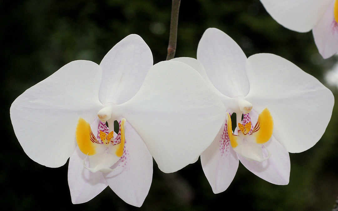 Phalaenopsis philippinensis