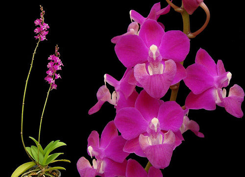 Phalaenopsis pulcherrima