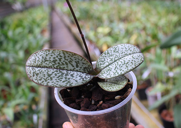 Phalaenopsis pulcherrima var. marbled