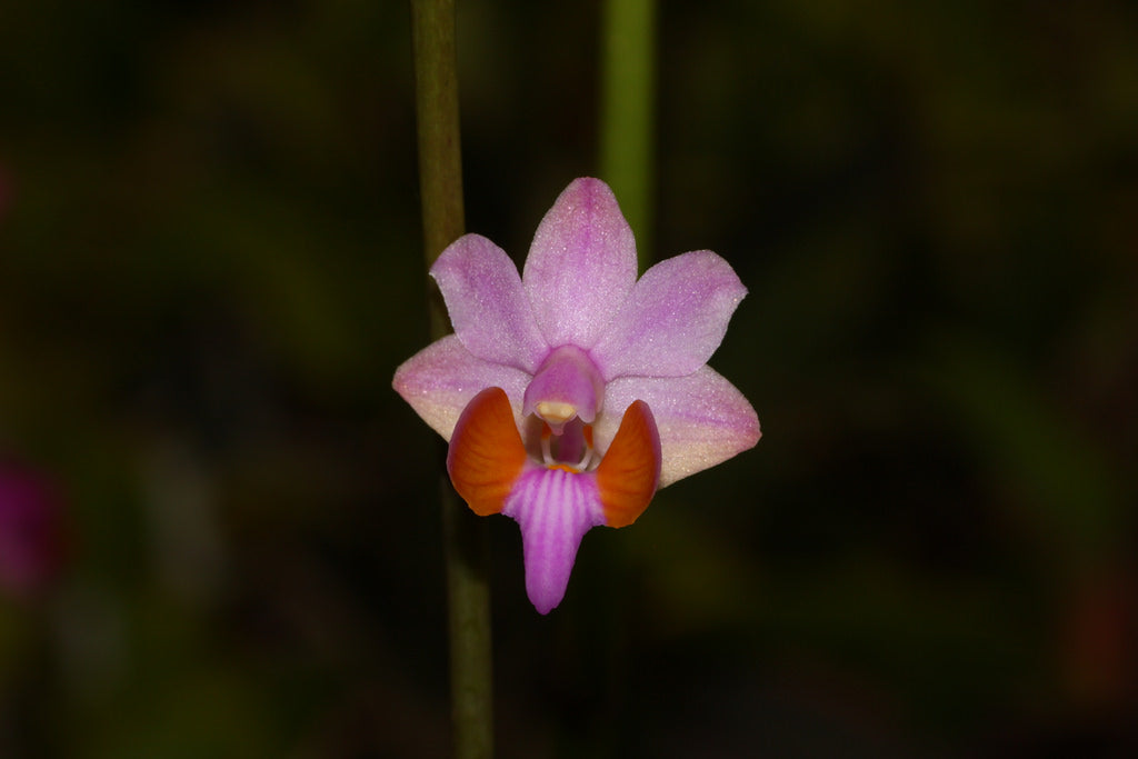 Phalaenopsis pulcherrima var. marbled