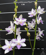 Load image into Gallery viewer, Phalaenopsis pulcherrima 'Red'