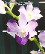 Carica l'immagine nel visualizzatore Galleria, Phalaenopsis pulcherrima var. coerulea splash