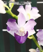 Phalaenopsis pulcherrima var. coerulea splash