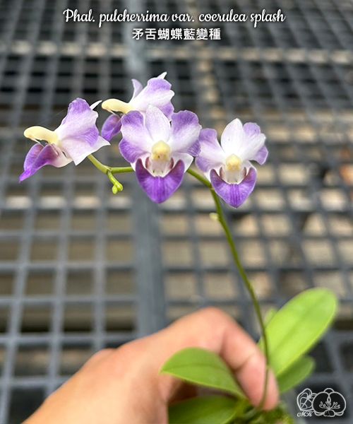 Phalaenopsis pulcherrima var. coerulea splash