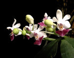 Load image into Gallery viewer, Phalaenopsis Sacha (Phal. parishii x Phal. malipoensis)