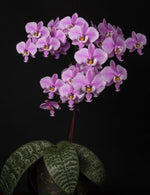 Load image into Gallery viewer, Phalaenopsis schilleriana (wild Mindoro x Ten Shin No. 1 (4n))