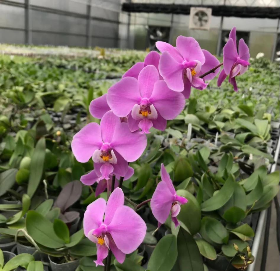 Phalaenopsis schilleriana (wild Mindoro x Ten Shin No. 1 (4n))