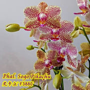 Phalaenopsis Sogo Pikachu '3880'