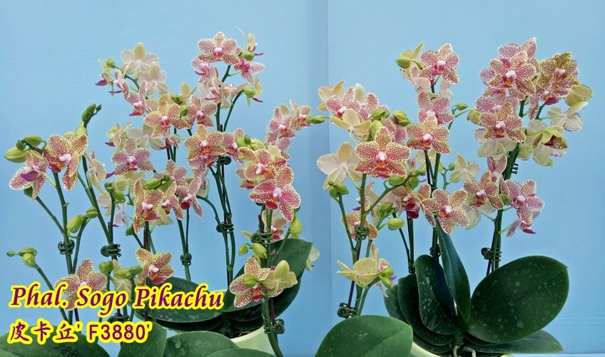 Phalaenopsis Sogo Pikachu '3880'