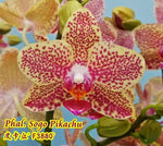 Carica l'immagine nel visualizzatore Galleria, Phalaenopsis Sogo Pikachu '3880'