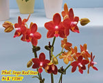 Carica l'immagine nel visualizzatore Galleria, Phalaenopsis Sogo Red Star