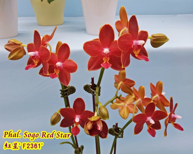 Phalaenopsis Sogo Red Star