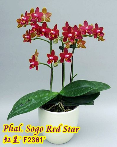 Phalaenopsis Sogo Red Star