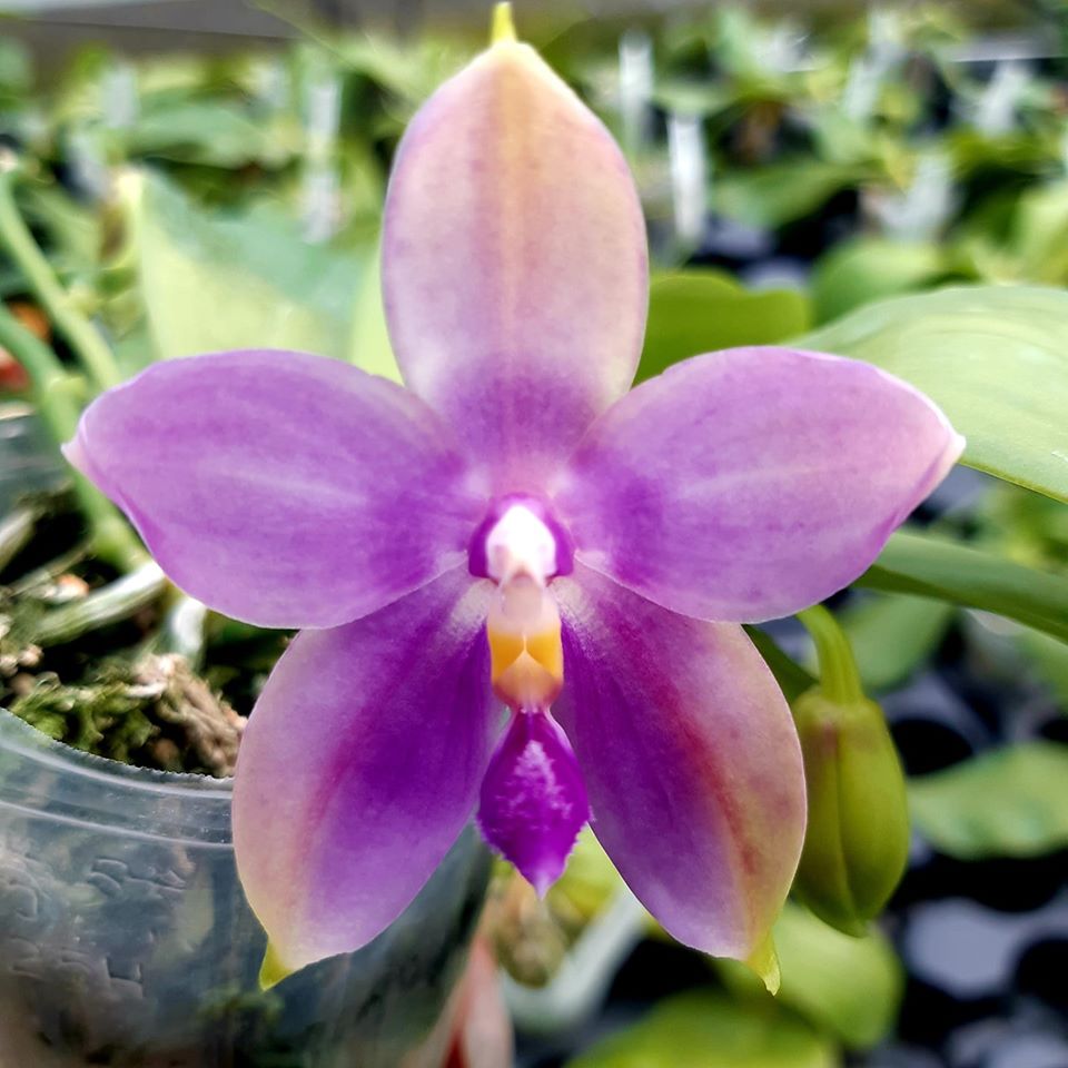 Phalaenopsis speciosa 'Blue' × bellina var. blue
