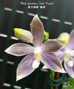 Load image into Gallery viewer, Phalaenopsis speciosa 'Iron Purple'