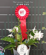 Load image into Gallery viewer, Phalaenopsis speciosa 'Purple Star' SM/TOGA