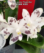 Load image into Gallery viewer, Phalaenopsis speciosa 'Purple Star' SM/TOGA