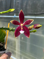 Load image into Gallery viewer, Phalaenopsis speciosa x cornu-cervi f. chattaladae