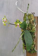 Carica l&#39;immagine nel visualizzatore Galleria, Phalaenopsis stobartiana
