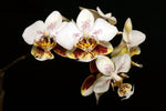 Carica l'immagine nel visualizzatore Galleria, Phalaenopsis stuartiana punctatissima 'Sogo'