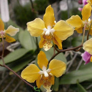Phalaenopsis stuartiana var. nobilis ('Xiuya' x 'Rey Pimentel-Vangie Go')