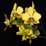Load image into Gallery viewer, Phalaenopsis stuartiana var. nobilis ('Xiuya' x 'Rey Pimentel-Vangie Go')