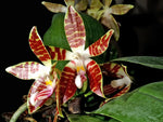 Load image into Gallery viewer, Phalaenopsis sumatrana