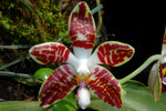 Load image into Gallery viewer, Phalaenopsis sumatrana