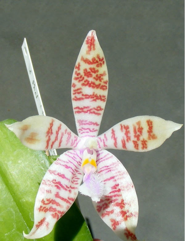 Phalaenopsis Tetraglyph (Phal. tetraspis × Phal. Hieroglyphica)