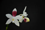 Load image into Gallery viewer, Phalaenopsis tetraspis "C1"