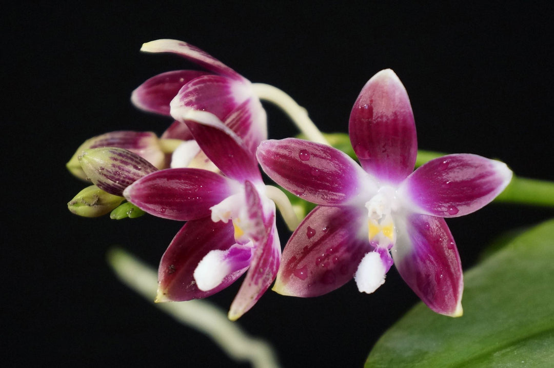 Phalaenopsis tetraspis C1 x imperatrix f. purple