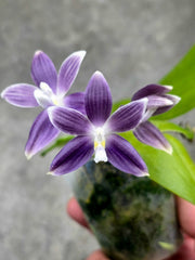 Phalaenopsis tetraspis 'Luxurious Blue'