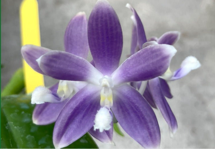 Phalaenopsis tetraspis 'Luxurious Blue'