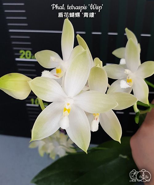 Phalaenopsis tetraspis 'Wisp'