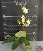 Load image into Gallery viewer, Phalaenopsis tetraspis 'Wisp'