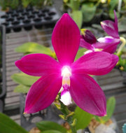 Phalaenopsis tetraspis 'middle white'