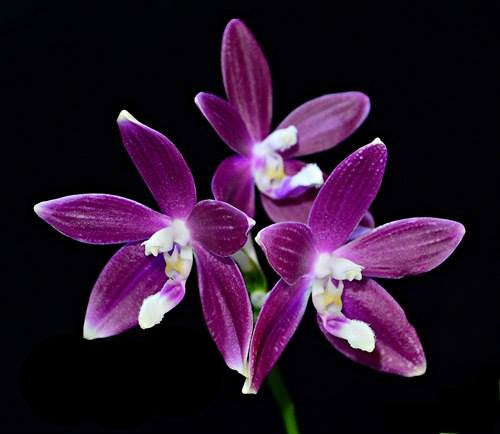 Phalaenopsis tetraspis f. imperatrix purple
