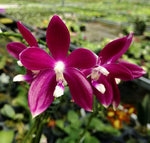 Load image into Gallery viewer, Phalaenopsis tetraspis 'Red'
