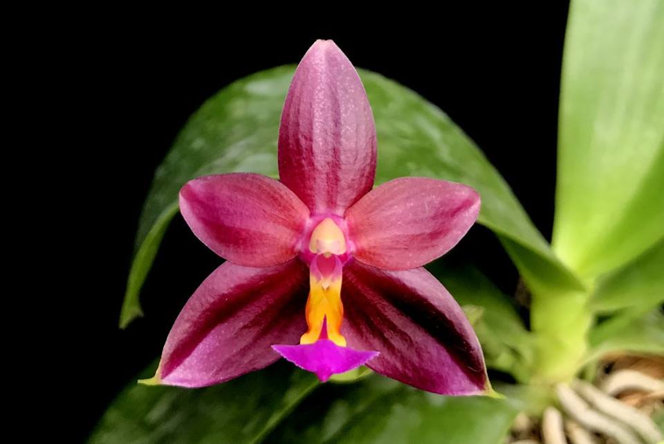 Phalaenopsis Valentinii (Phal. violacea 'indigo' x Phal. cornu-cervi)