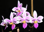 Carica l&#39;immagine nel visualizzatore Galleria, Phalaenopsis Venus (Phal. lindenii × Phal. equestris var. rosea)
