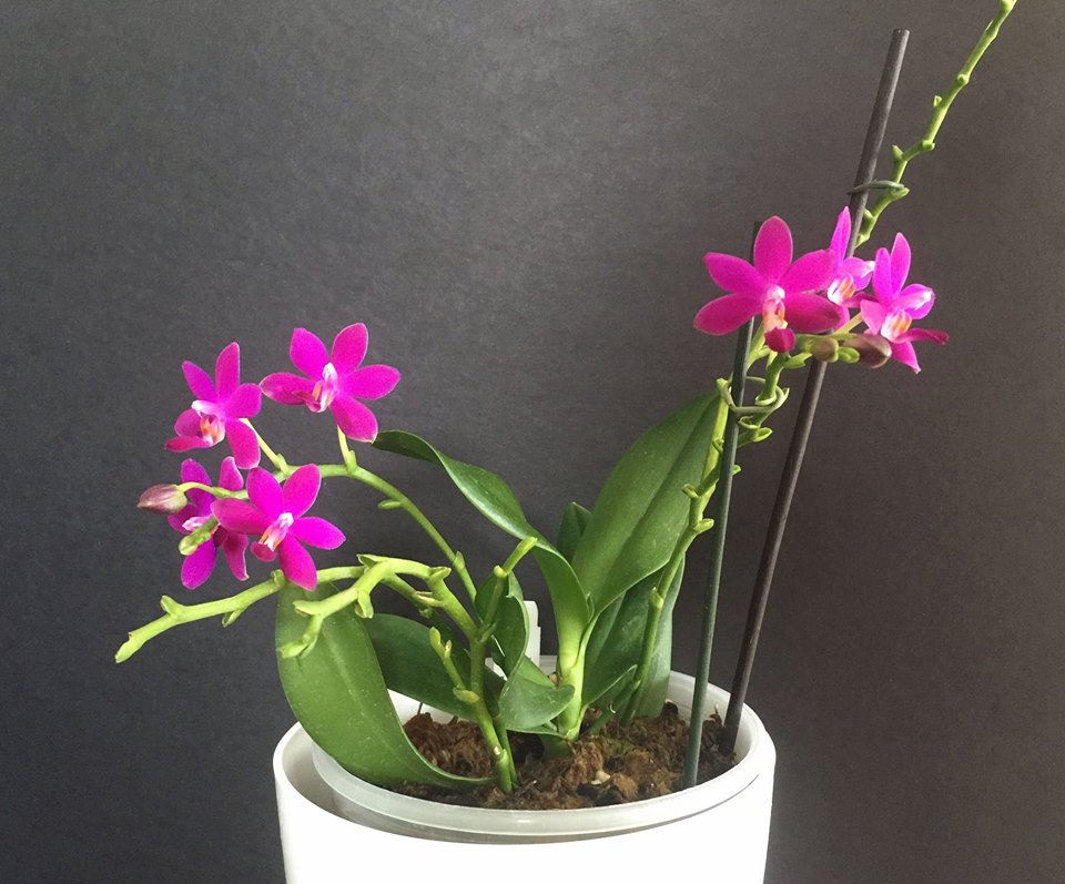 Phalaenopsis C.T.L. Vio Sapphire (Phal. Tzu Chiang Sapphire × Phal. violacea 'indigo')