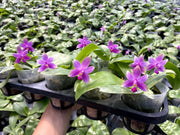Phalaenopsis violacea 'Sumatra Select Dark'