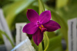 Carica l&#39;immagine nel visualizzatore Galleria, Phalaenopsis violacea &#39;Indigo Red&#39; (magenta form)
