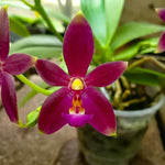 Carica l&#39;immagine nel visualizzatore Galleria, Phalaenopsis violacea indigo x Phal. cornu-cervi v. chattaladae
