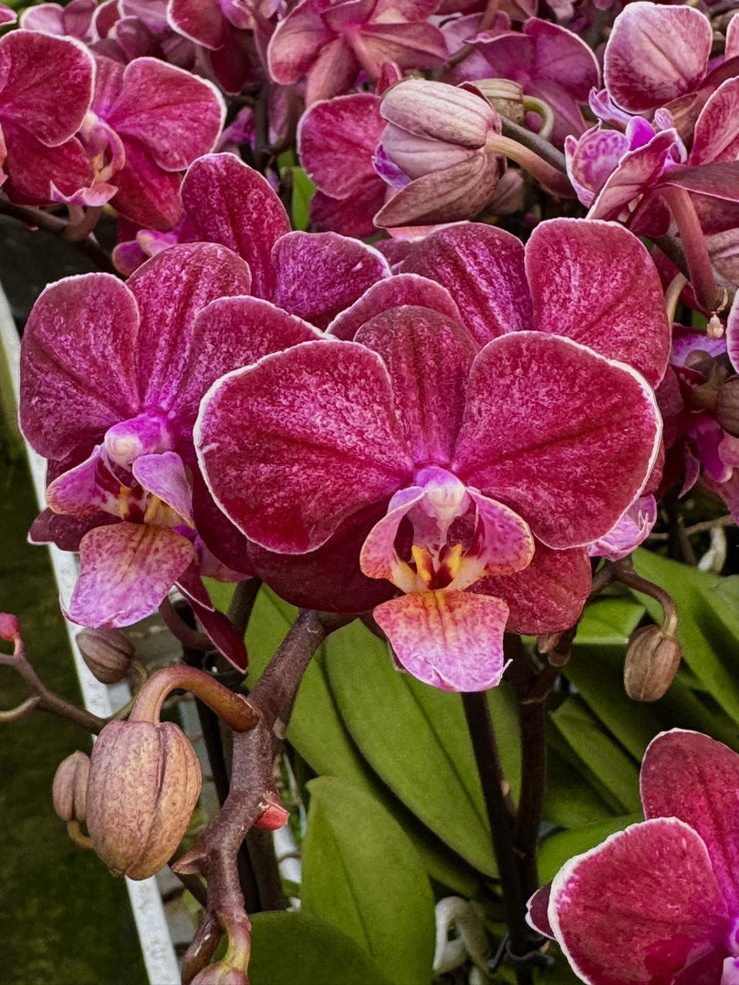 Phalaenopsis Willow