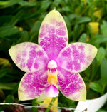 Carica l&#39;immagine nel visualizzatore Galleria, Phalaenopsis yaphon green canary x ktc khao khitchakut
