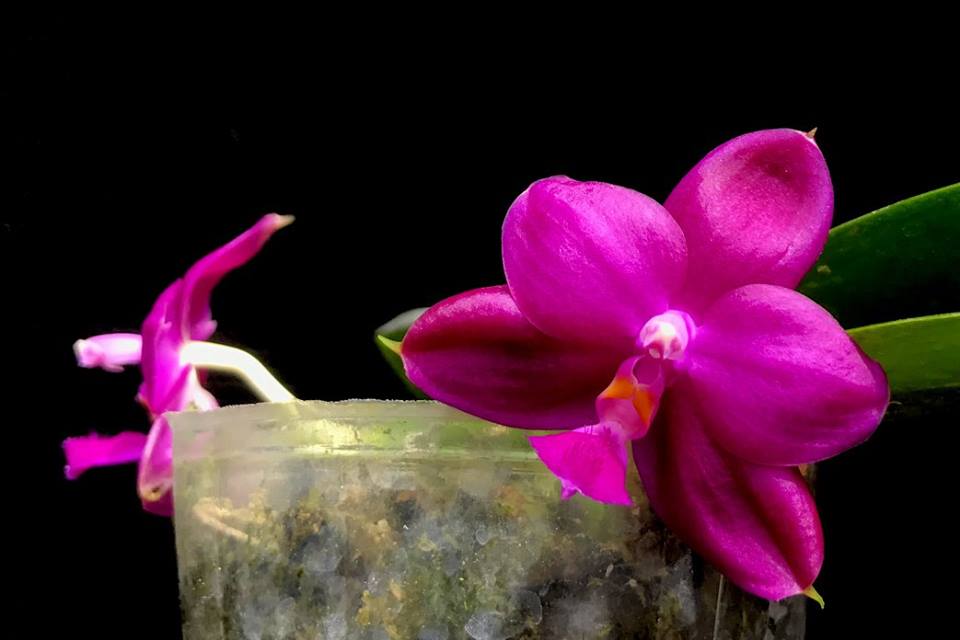 Phalaenopsis Yaphon Super Jaguar (Phal. Yaphon Luedde-Star x Phal. Shingher Pure Love)