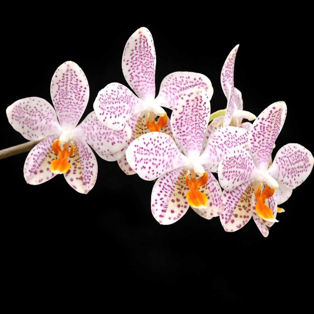 Phalaenopsis Gretchen (gigantea 'Jumbo Bay' × stuartiana 'Jumbo')