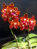 Carica l'immagine nel visualizzatore Galleria, Phalaenopsis Jong's Gigan Cherry 'Prince'